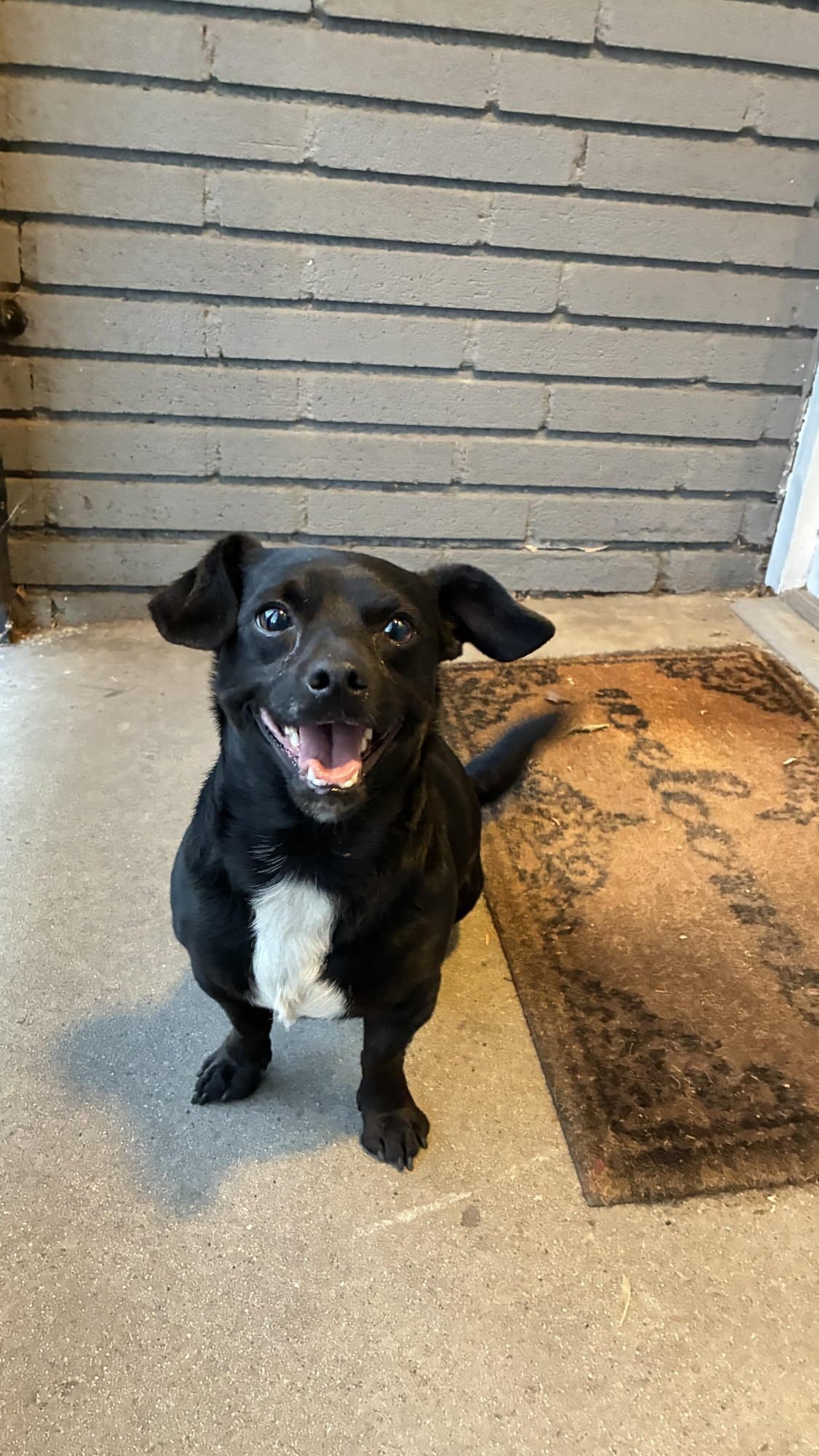 Woodchuck, a small black Chihuahua, standing on a tiled porch with his mouth open